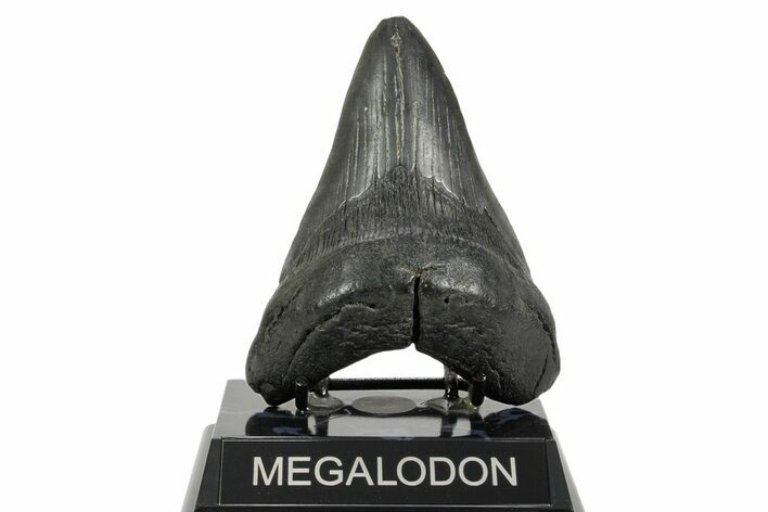 Fossil Megalodon Tooth - South Carolina #365745